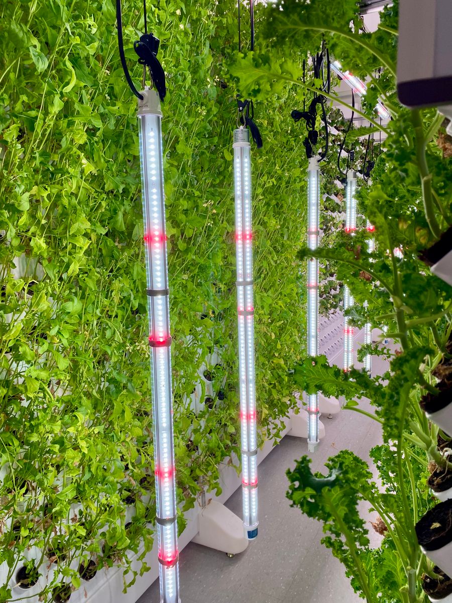 Реальная вертикальная гидропонная ферма с LED-освещением
